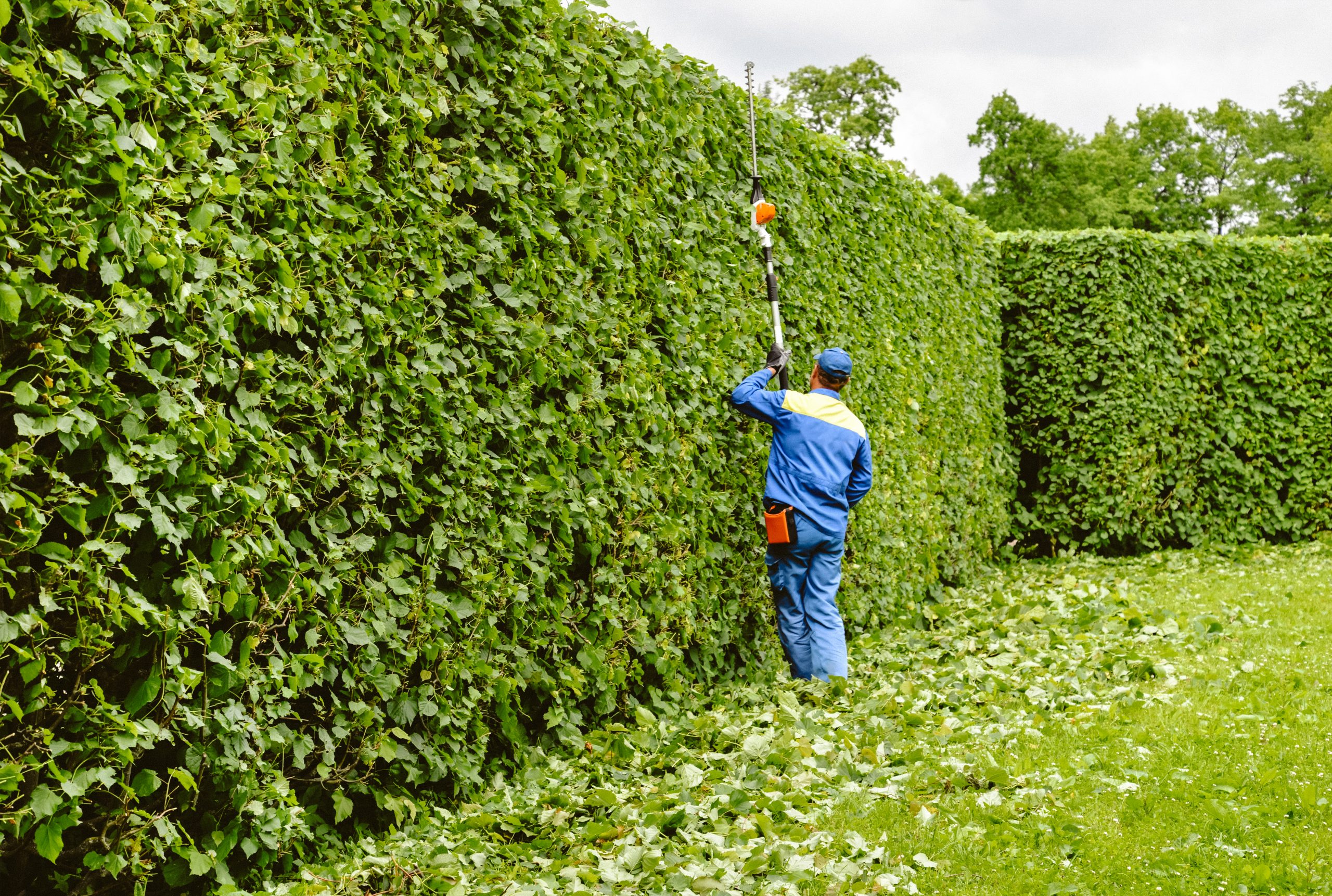 Residential Commercial Landscape Gardening The Herbivore